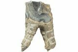 Fossil Woolly Rhino (Coelodonta) Tooth - Siberia #225589-1